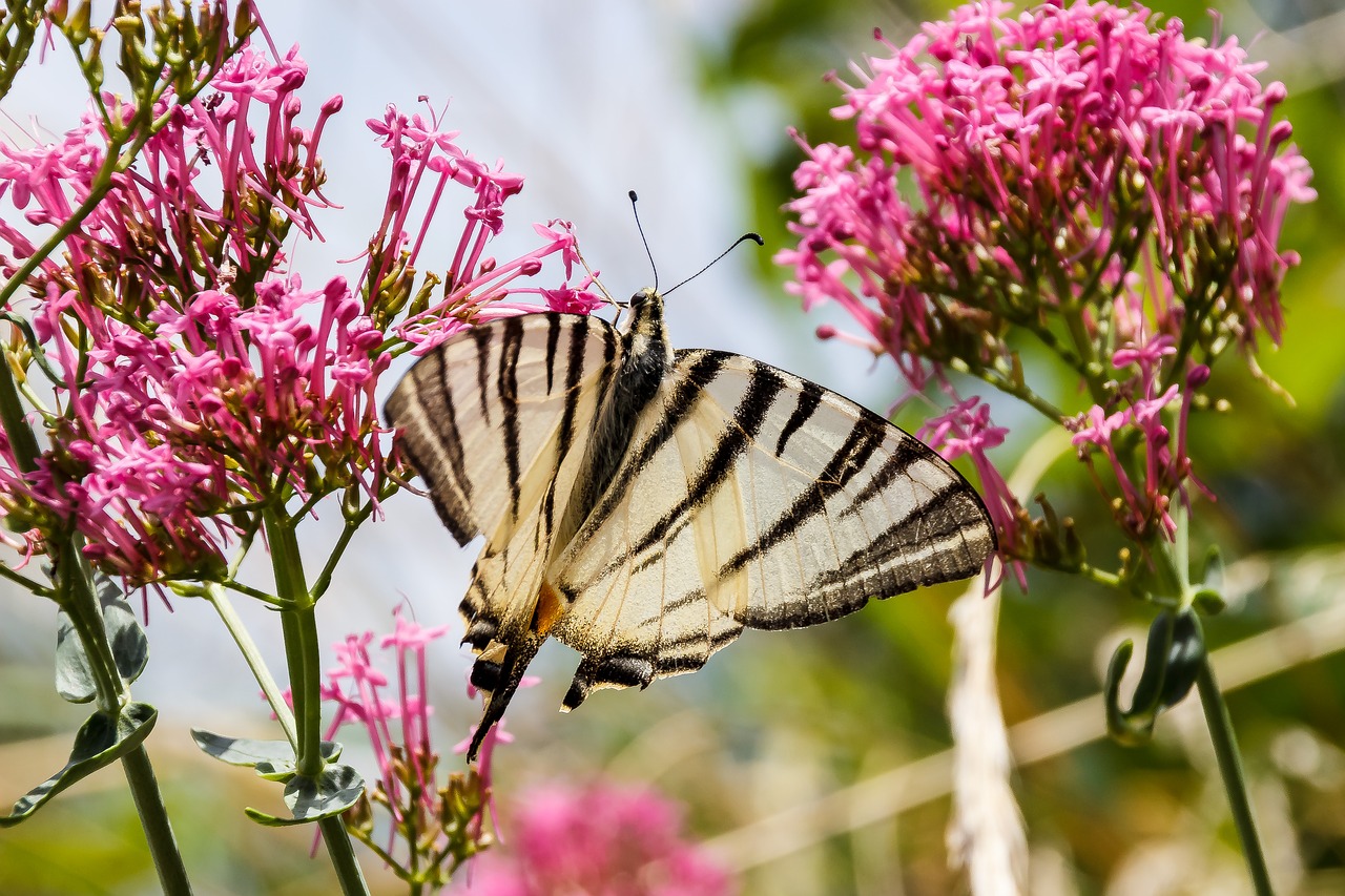 butterfly close white free photo