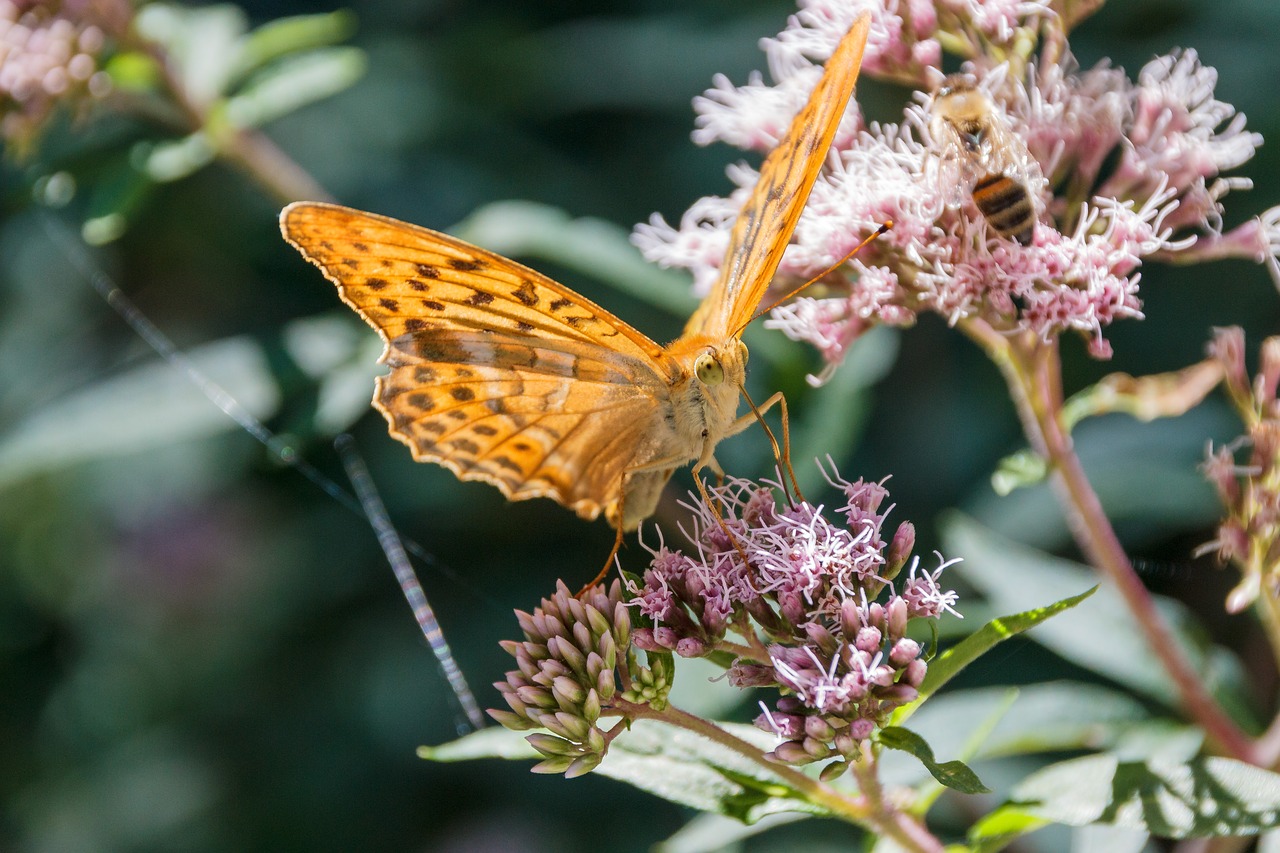 butterfly close orange free photo