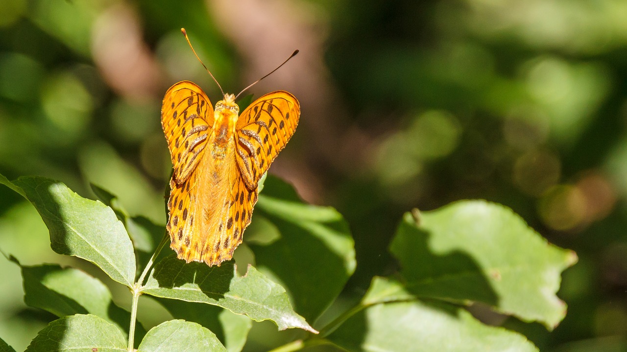 butterfly close orange free photo