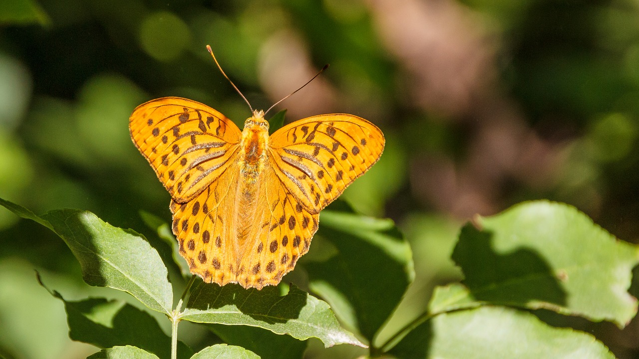 butterfly close orange free photo