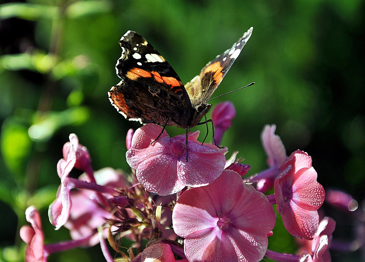 butterfly fair admiral insect free photo