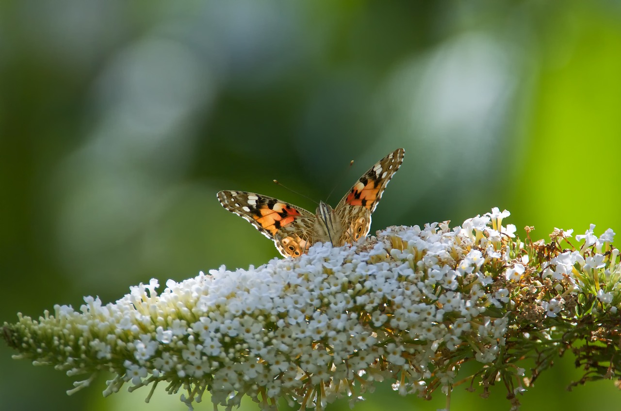 butterfly insect close free photo