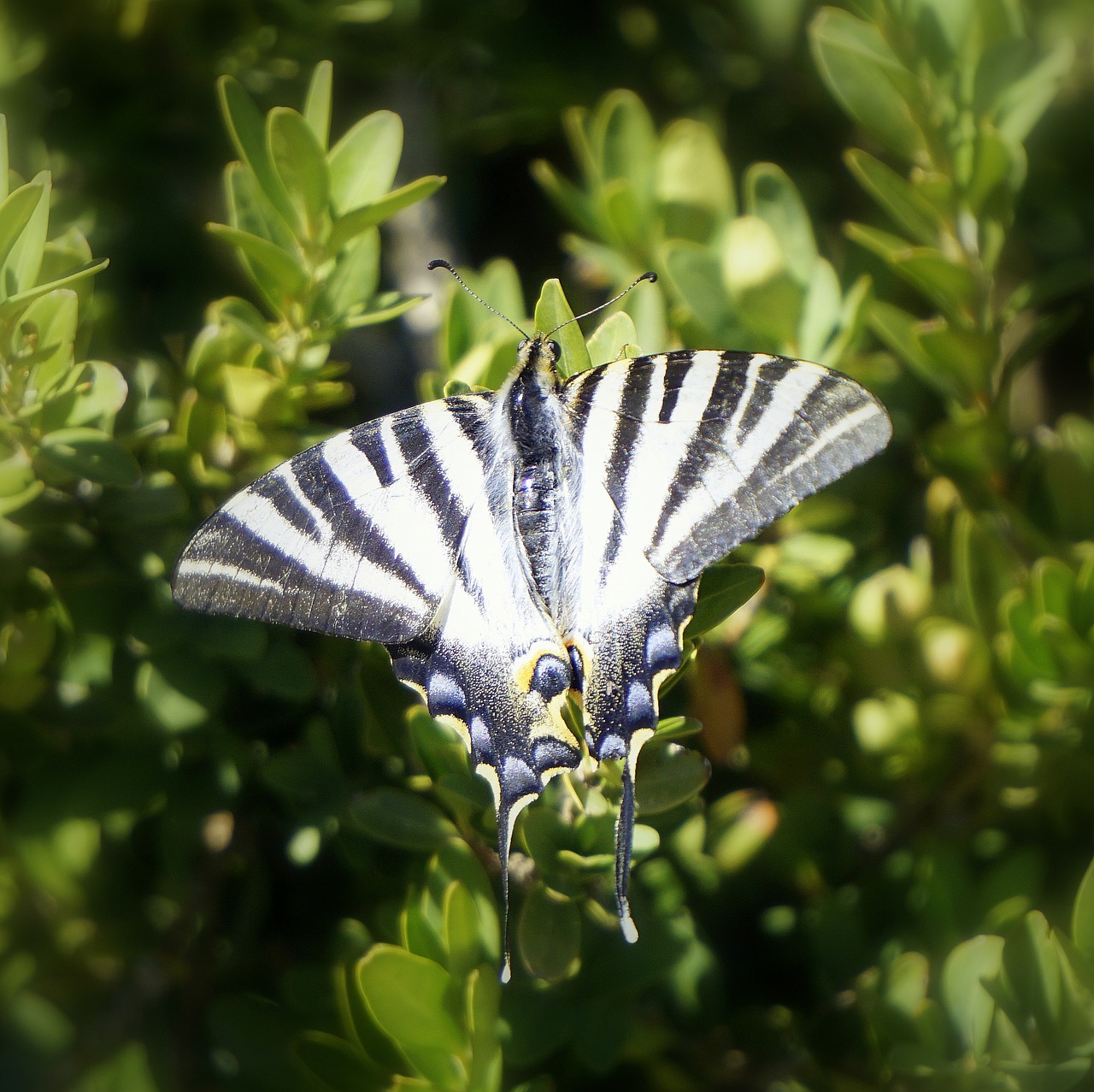 butterfly insect striped free photo