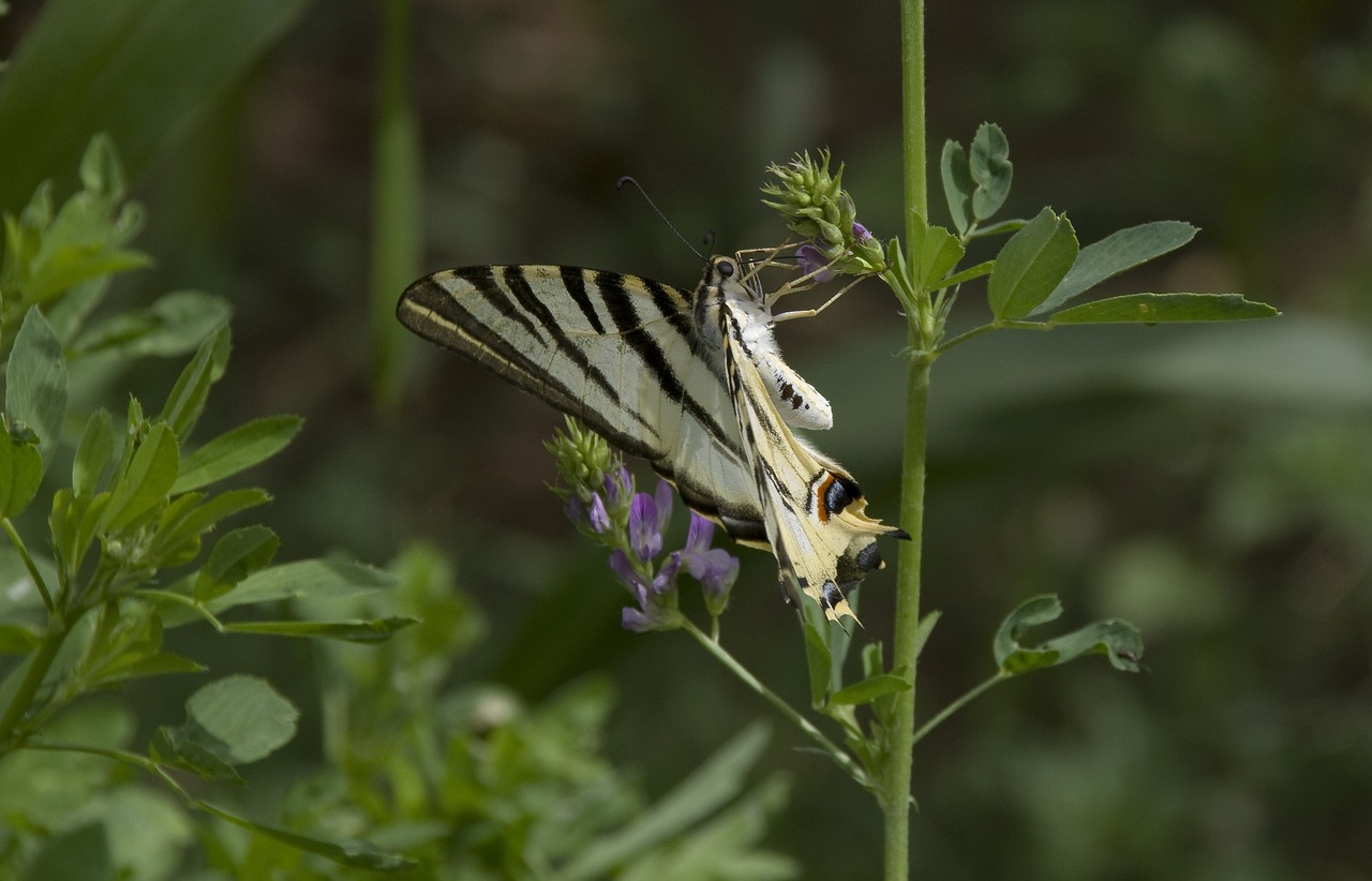 butterfly scarce swallowtail morocco free photo