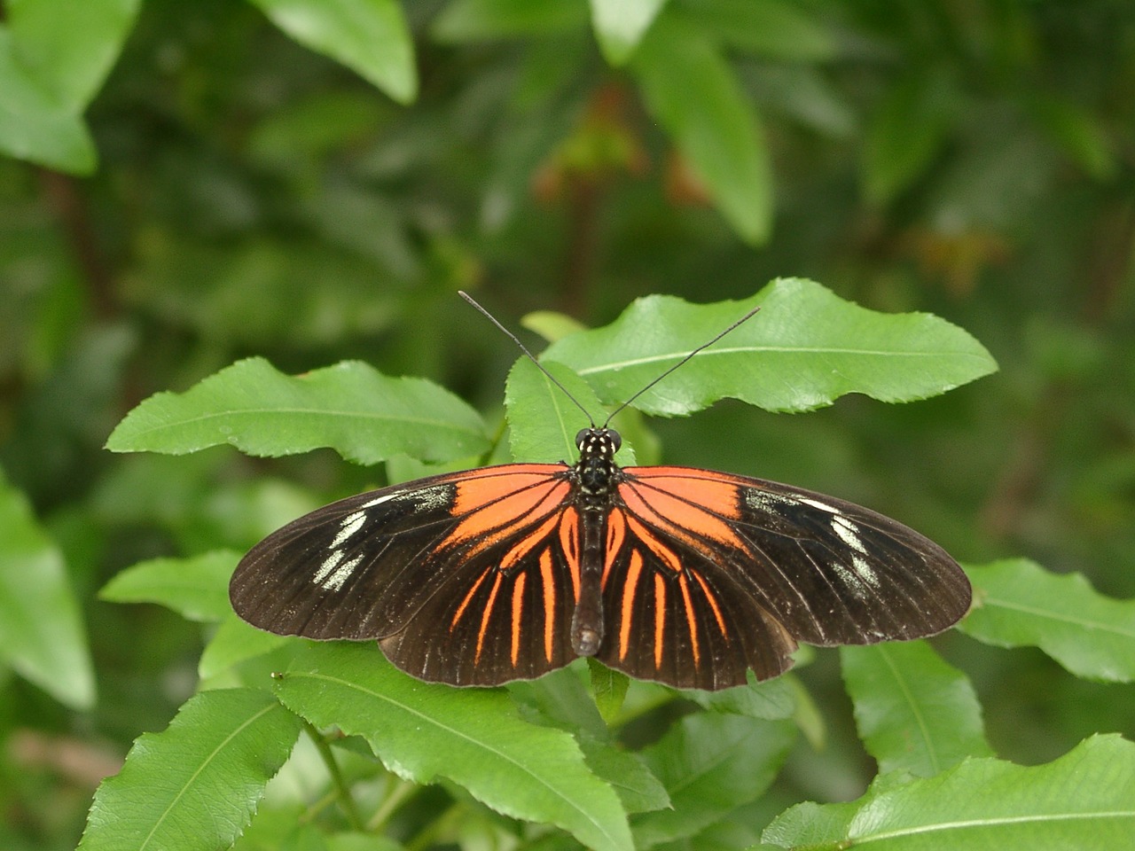 butterfly insect nature free photo