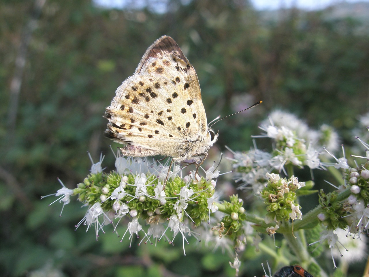 butterfly insects butterflies free photo