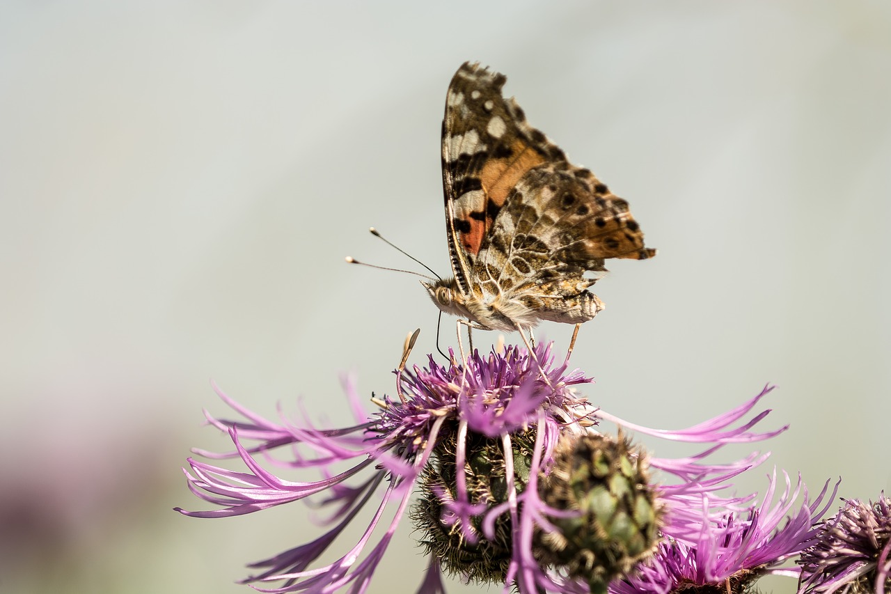 butterfly flower insect free photo