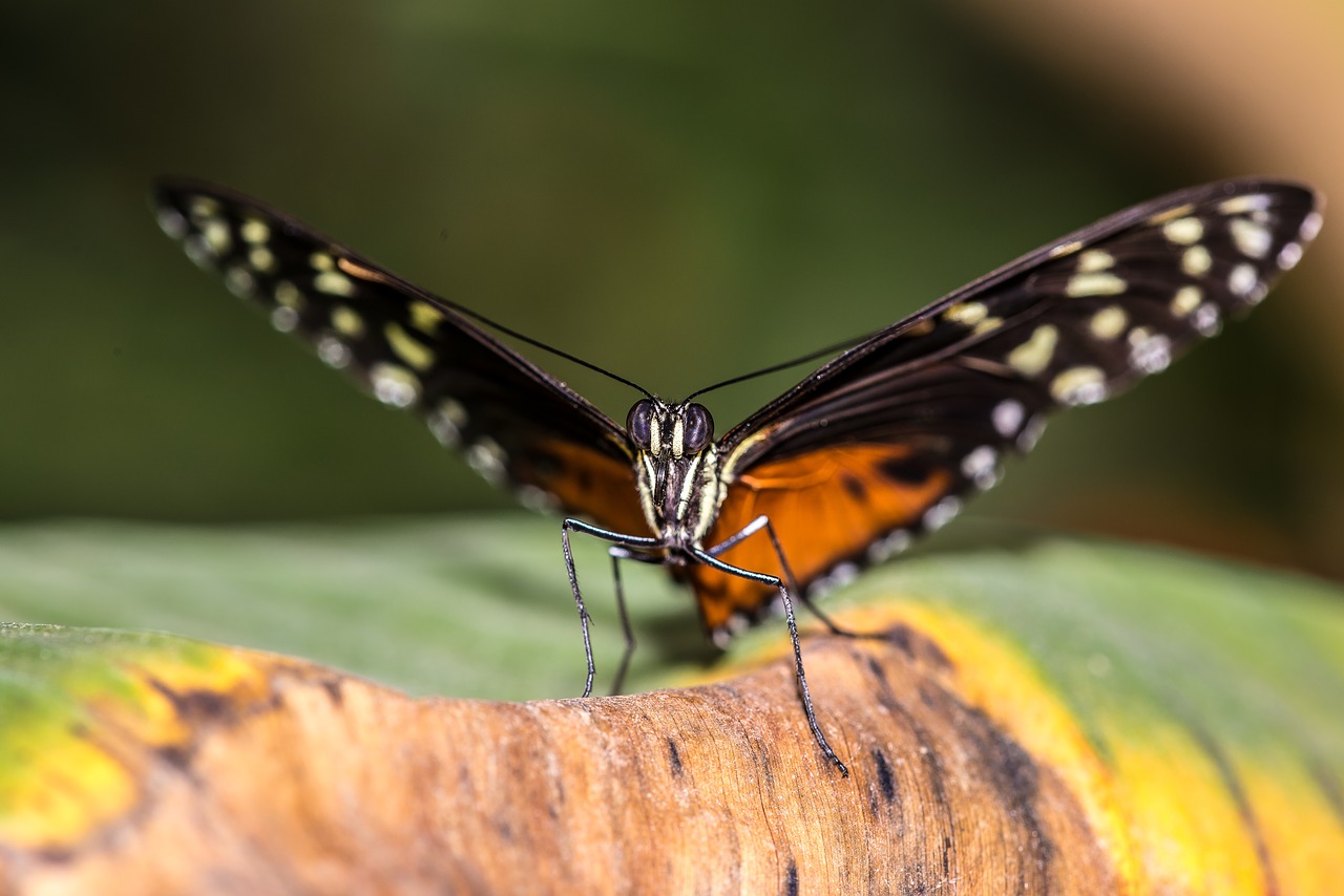 butterfly flower insect free photo