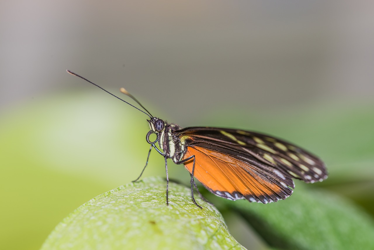 butterfly flower insect free photo