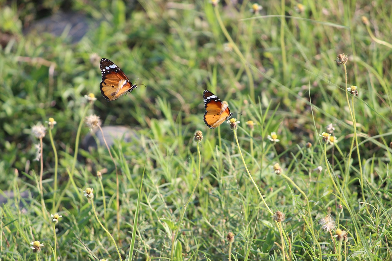 butterfly grass orange free photo