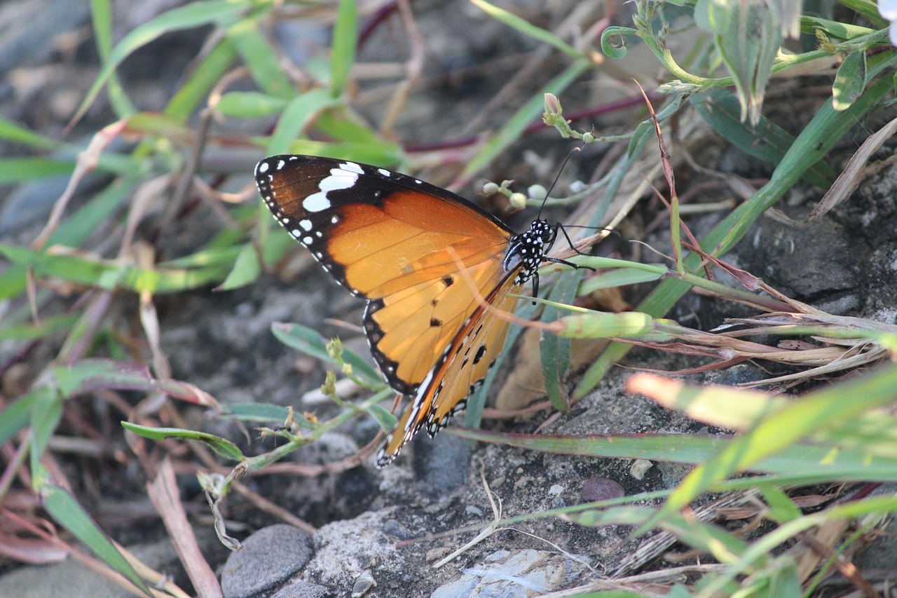 butterfly grass orange free photo