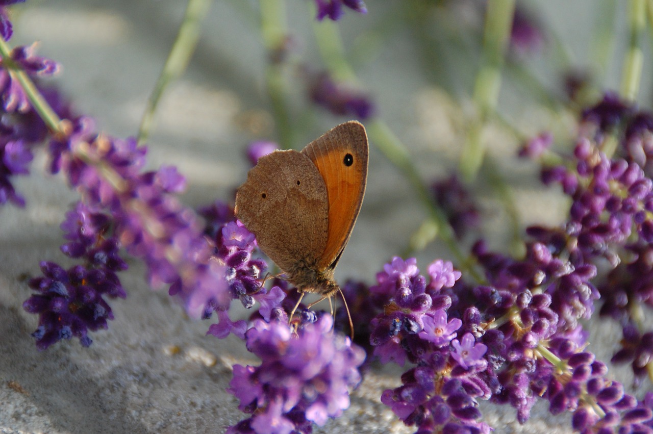 butterfly nature insect free photo