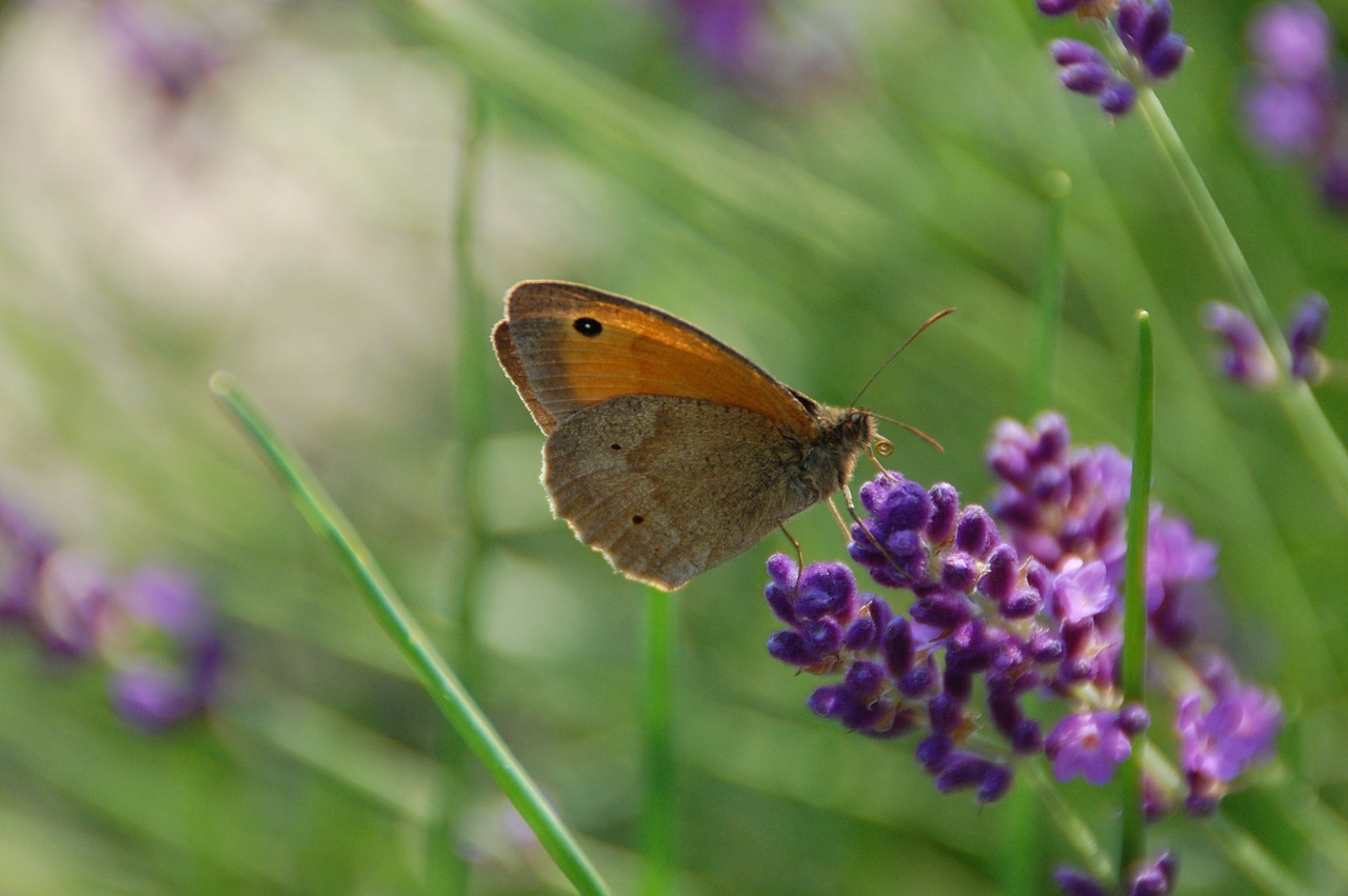 butterfly nature insect free photo