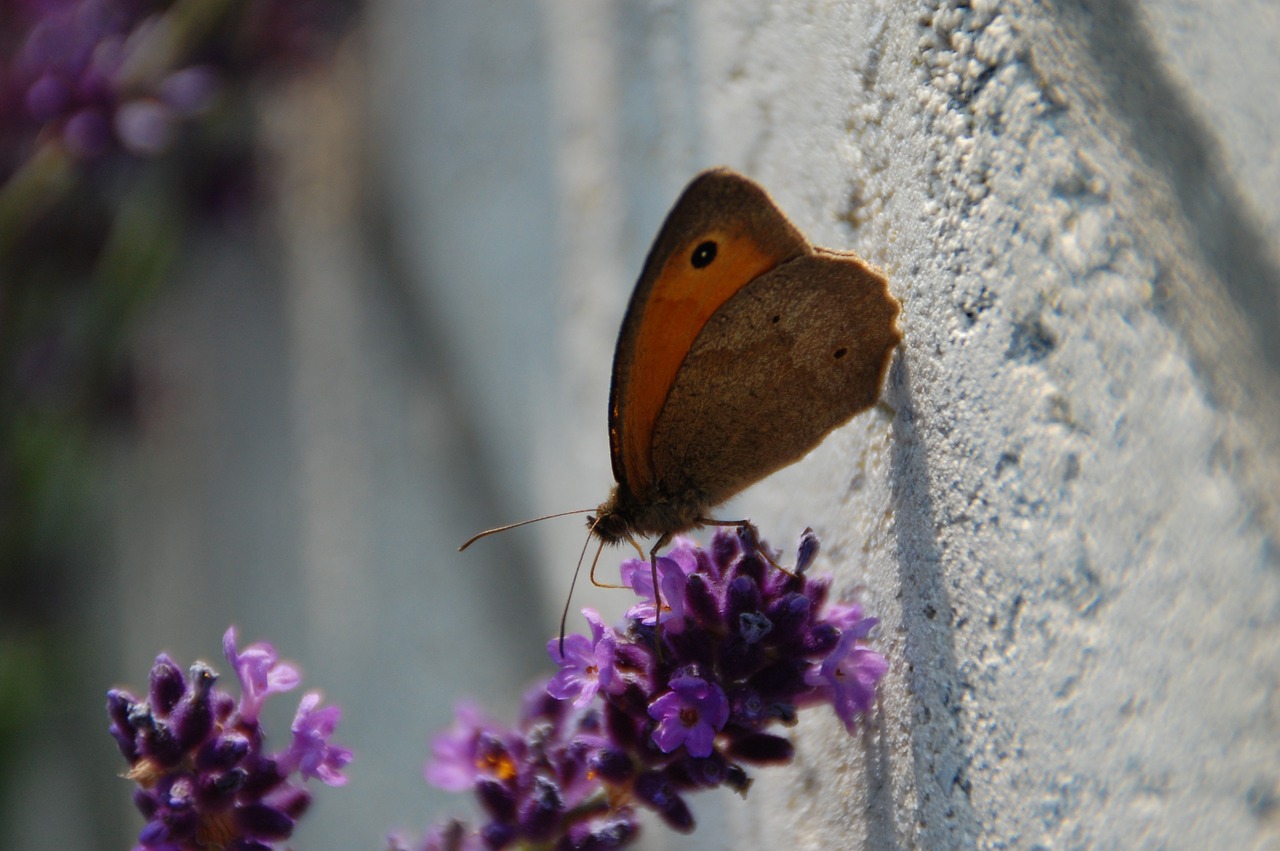 butterfly nature insect free photo