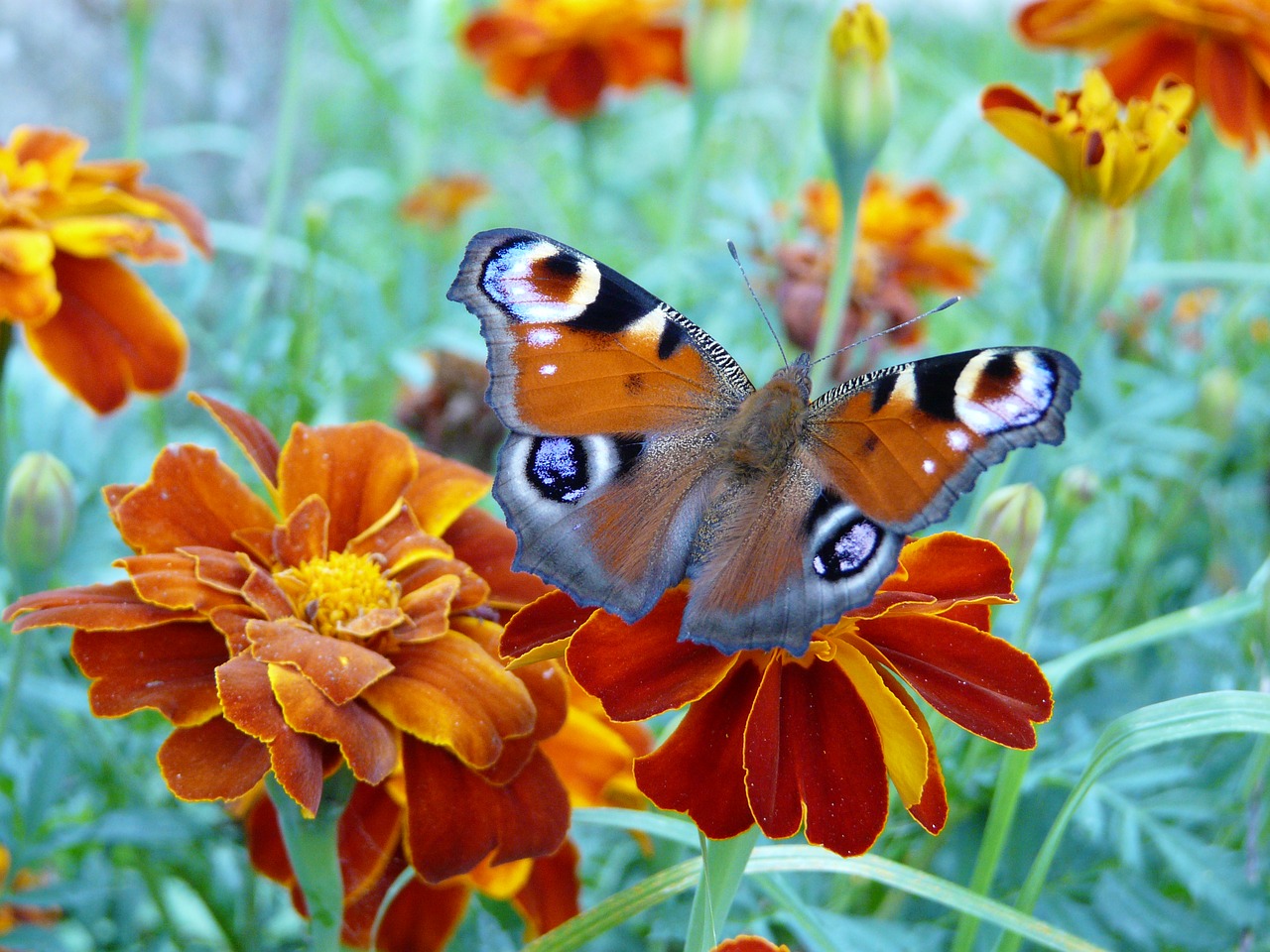 butterfly flower orange free photo