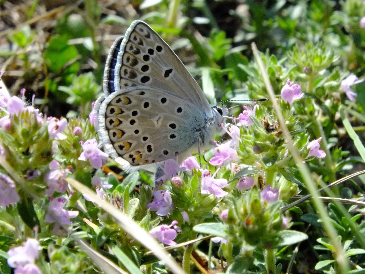 butterfly insect butterflies free photo