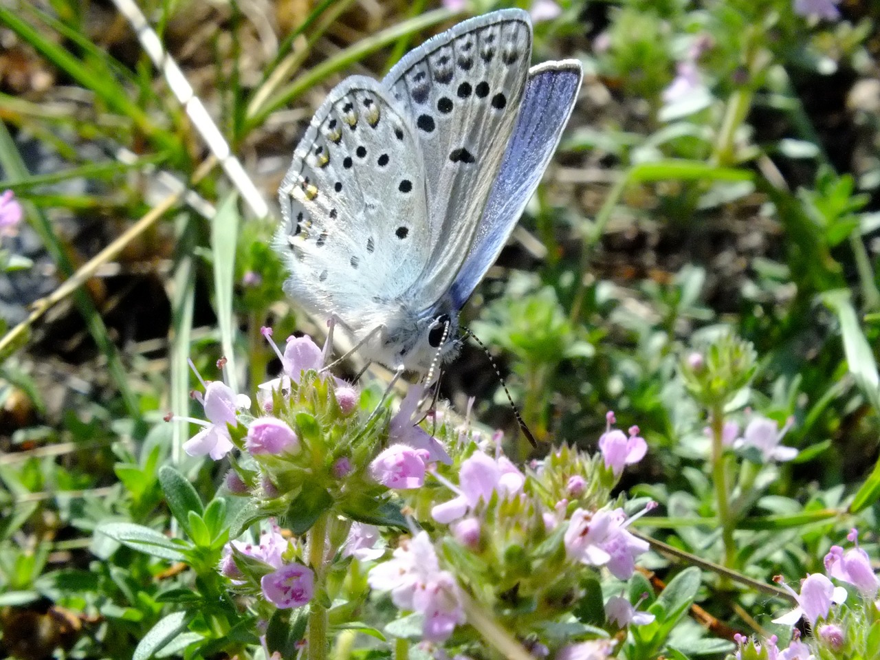 butterfly insect butterflies free photo