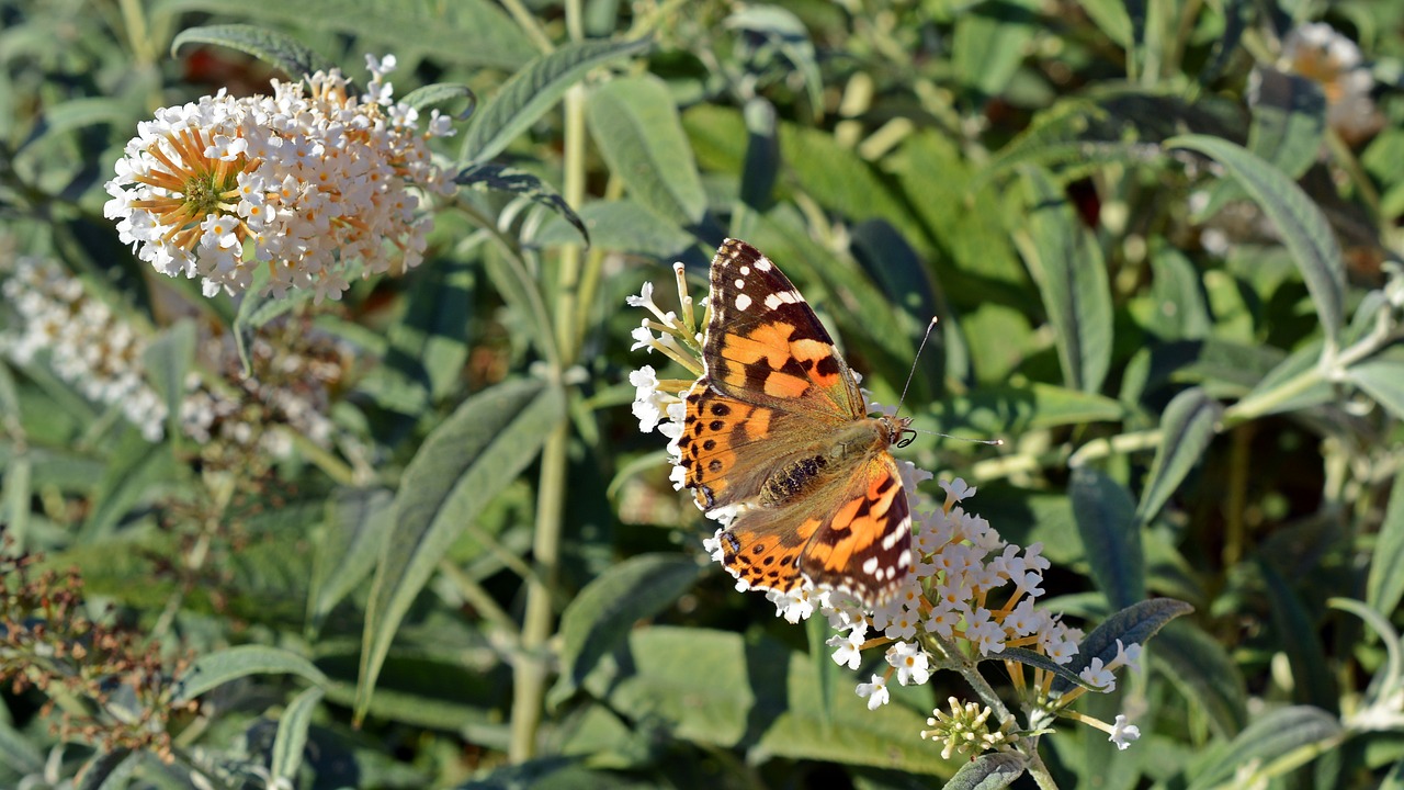 butterfly little fox insect free photo