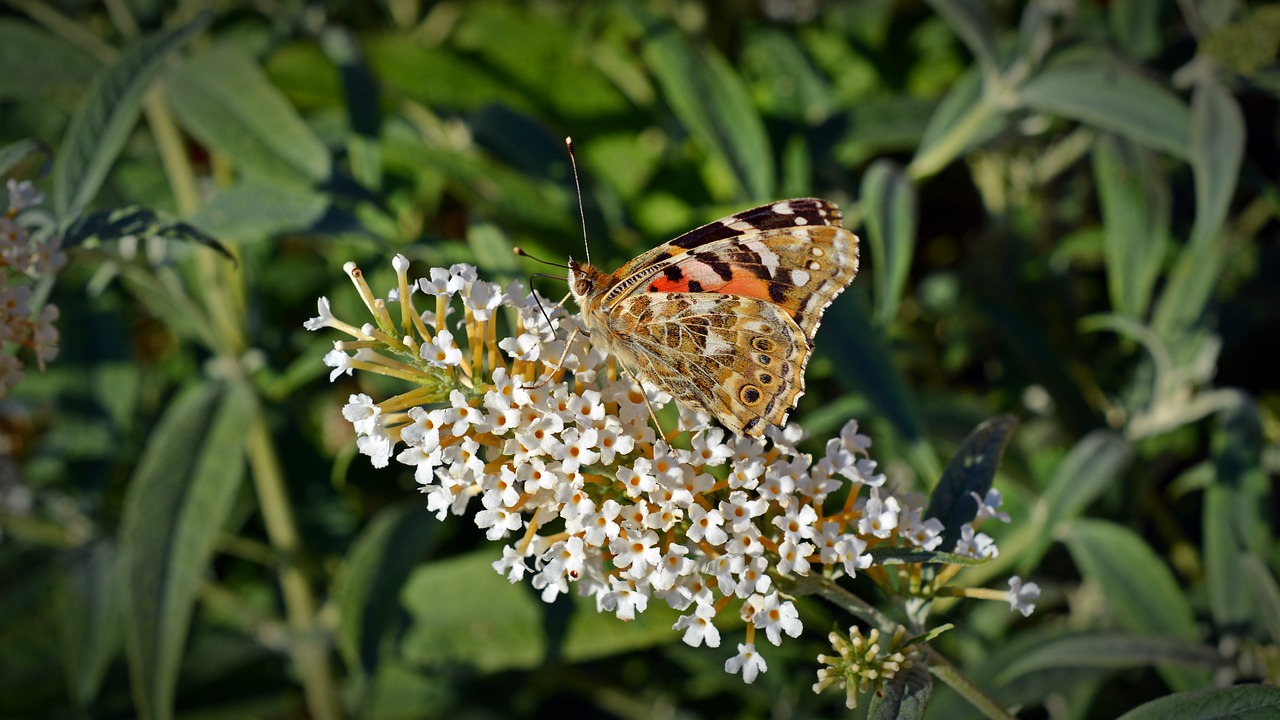 butterfly little fox insect free photo