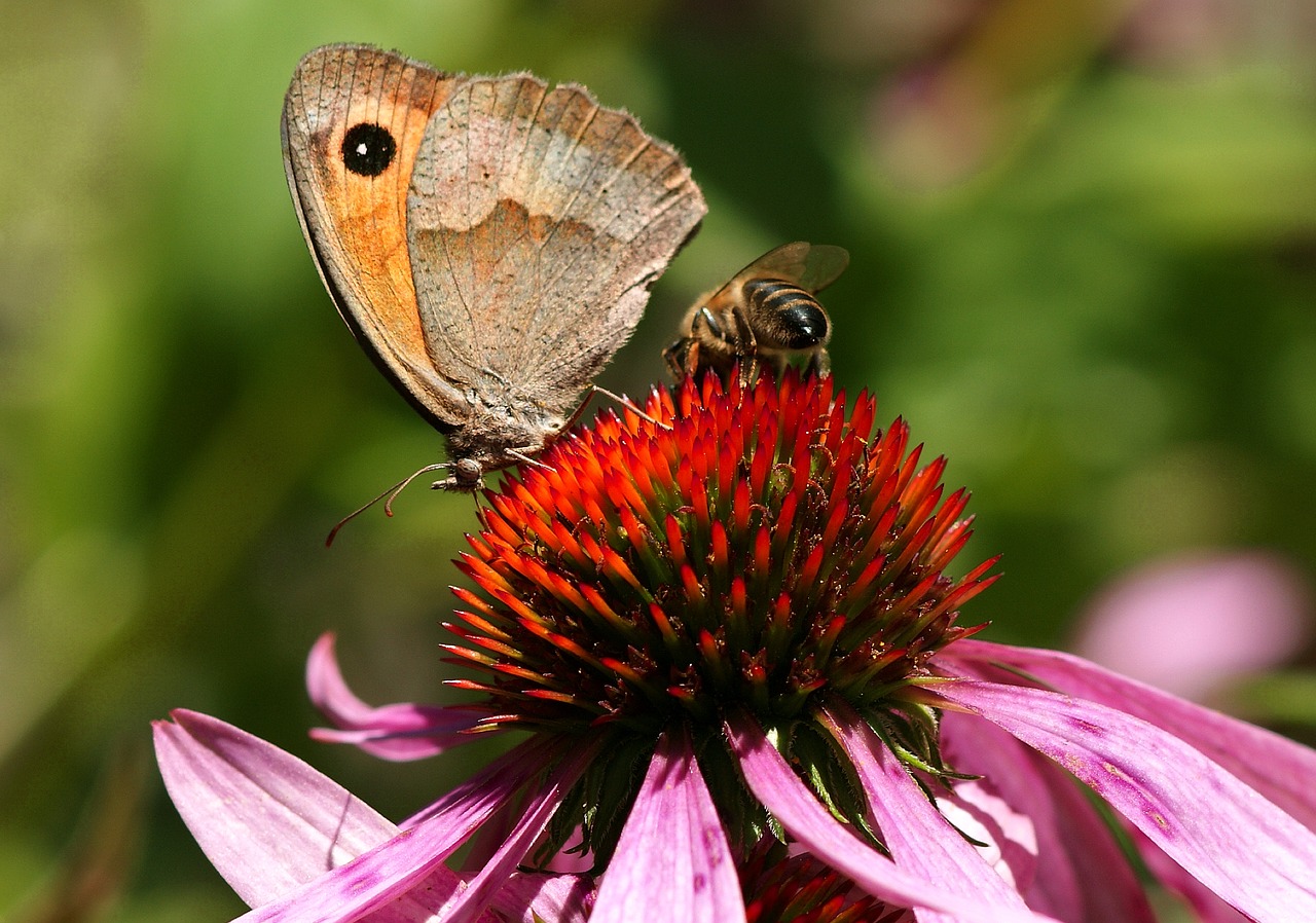 butterfly sun hat nature free photo