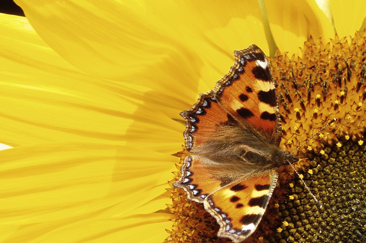 butterfly pollinate sunflower free photo