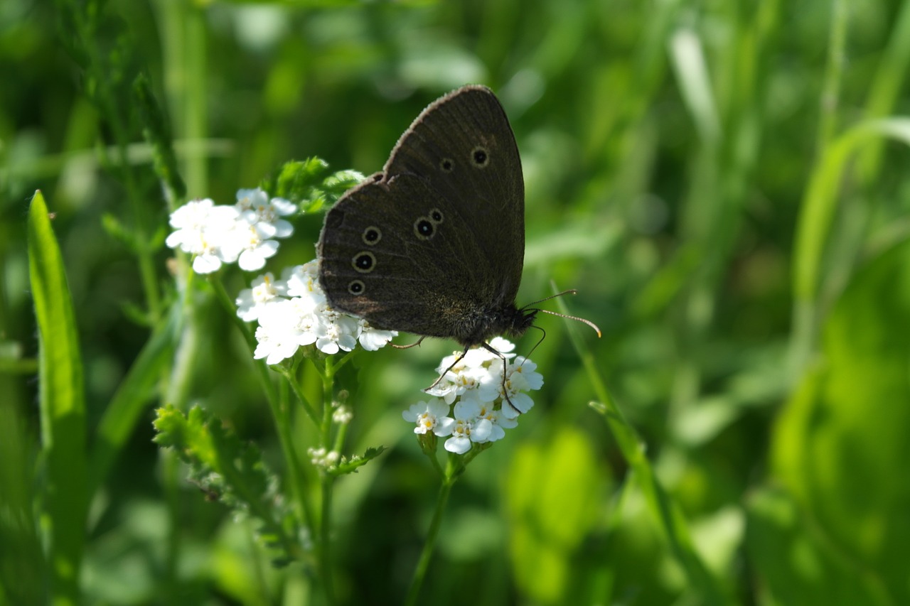 butterfly detail wings free photo