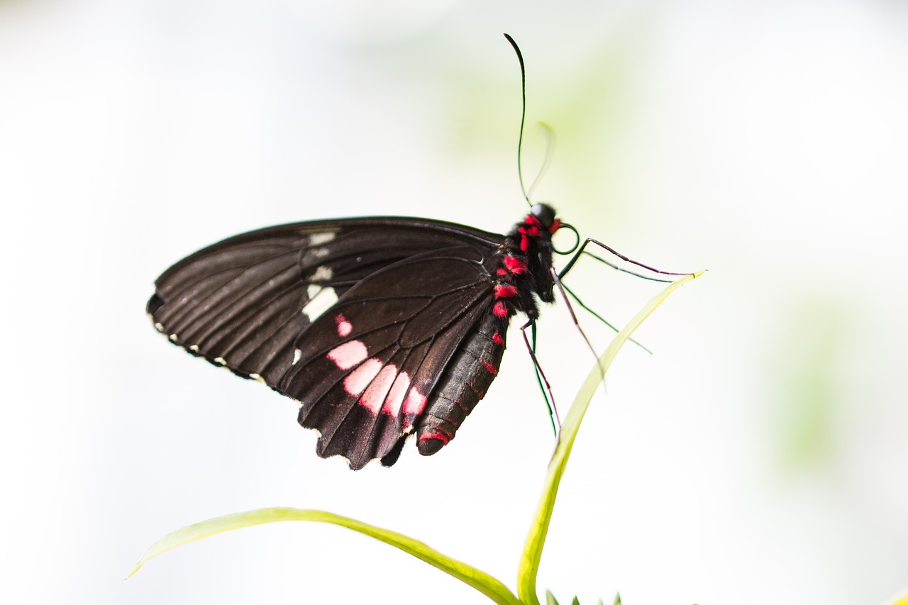 butterfly insect nature free photo