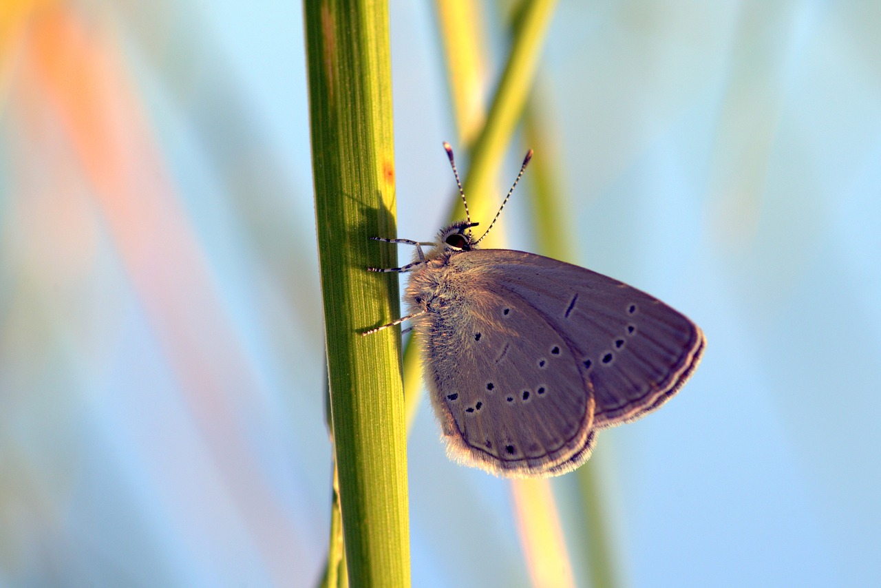 butterfly modraszek meadow free photo