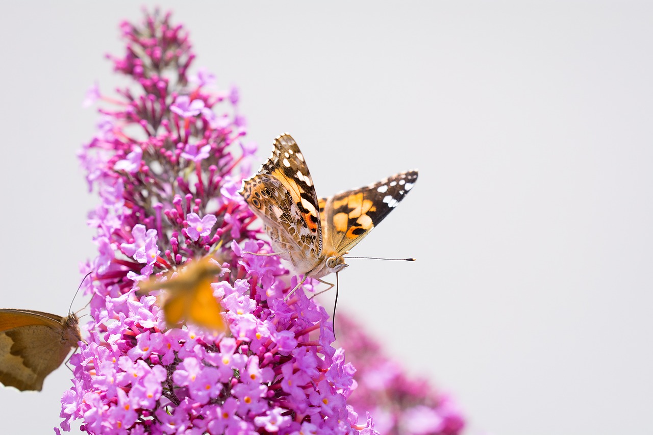 butterfly lilac summer lilac free photo