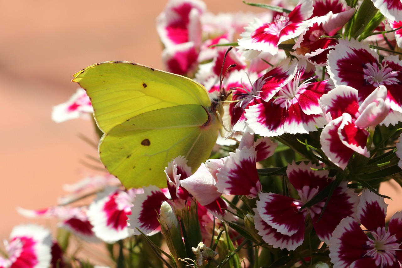 butterfly gonepteryx rhamni insect free photo