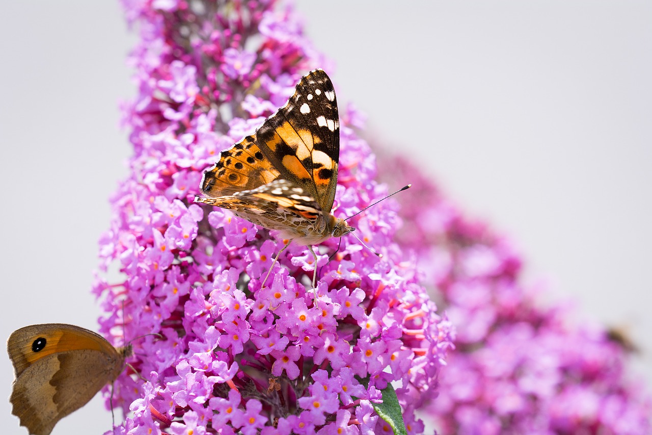 butterfly lilac summer lilac free photo