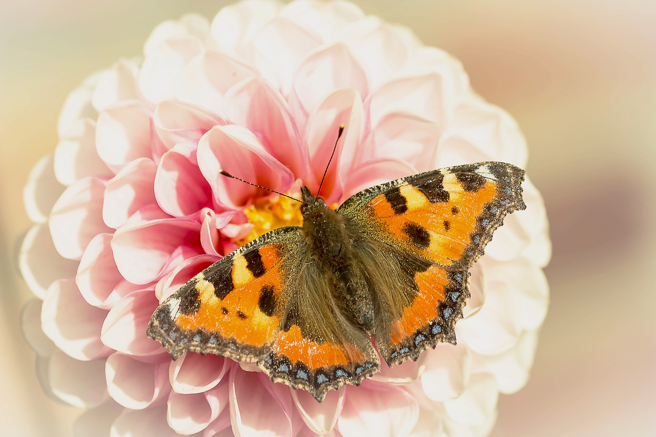 butterfly little fox nymphalis urticae free photo