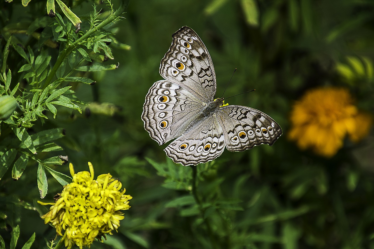 butterfly thailand the national park free photo