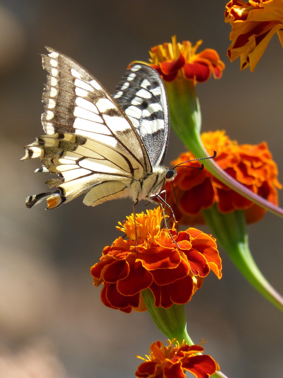 butterfly papilio machaon carnation moro free photo