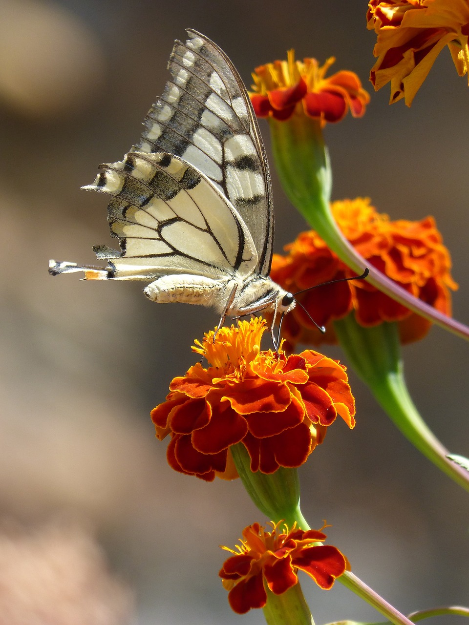 butterfly papilio machaon carnation moro free photo