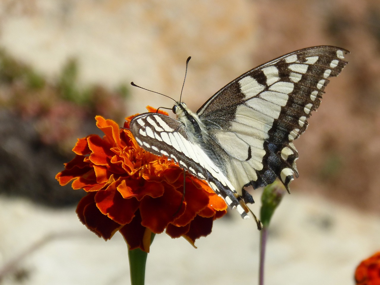 butterfly papilio machaon carnation moro free photo