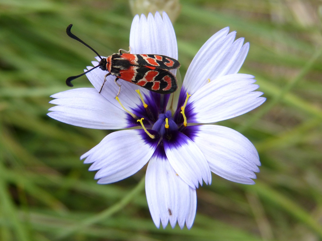 butterfly zygaena fausta gypsy flower free photo