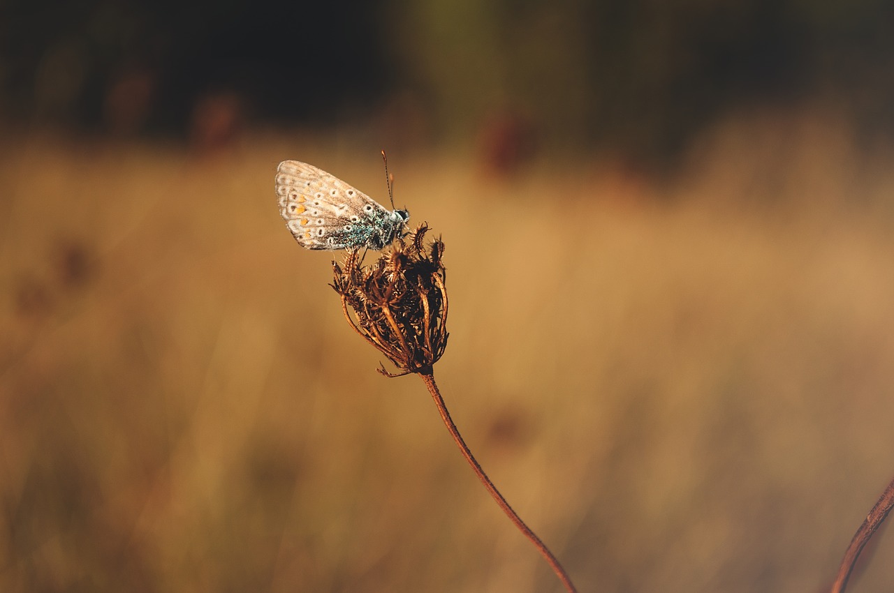 butterfly insect animal free photo