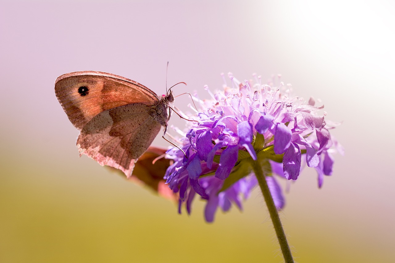 butterfly meadow brown deaf-skabiose free photo