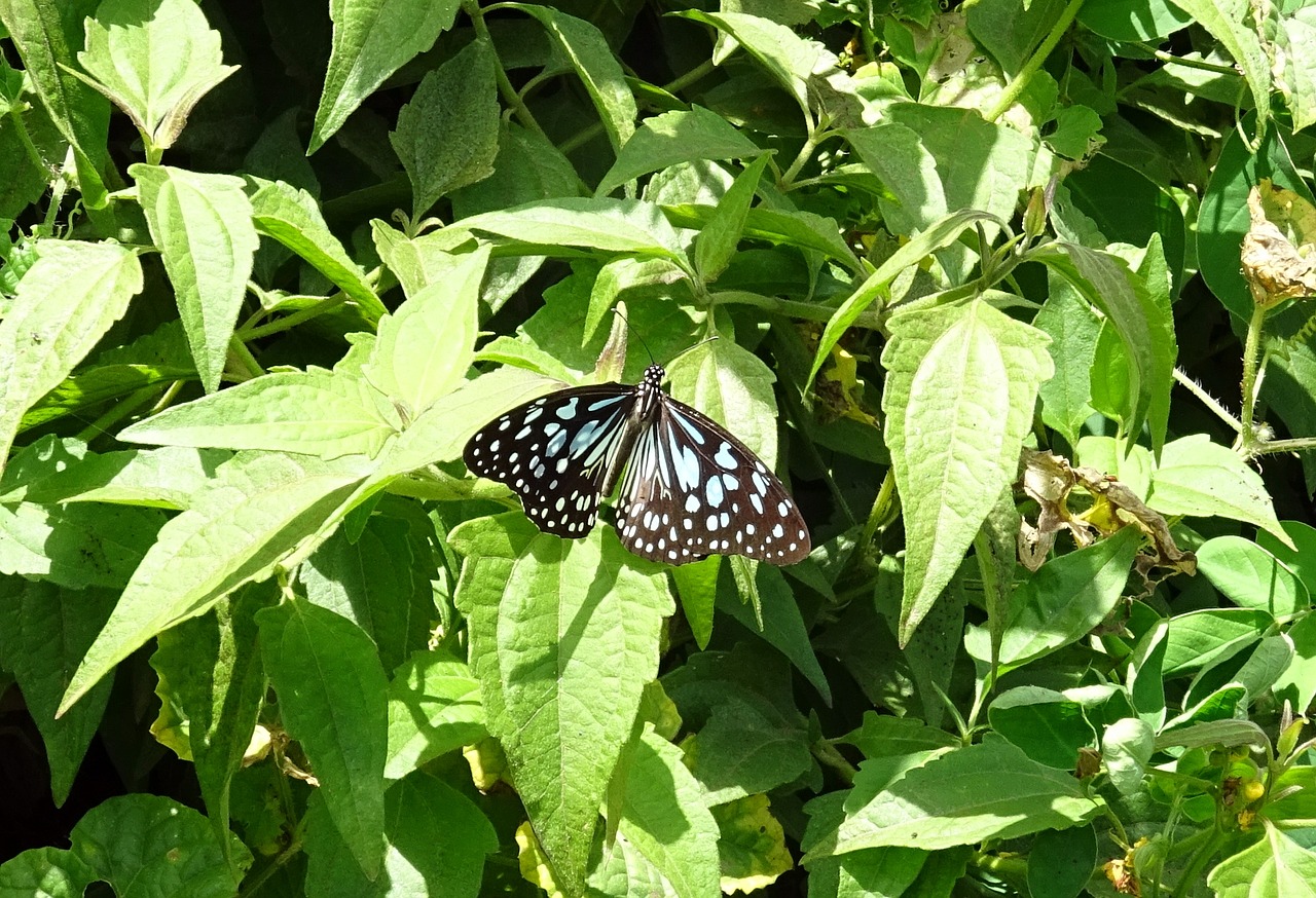 butterfly blue tiger tirumala limniace free photo
