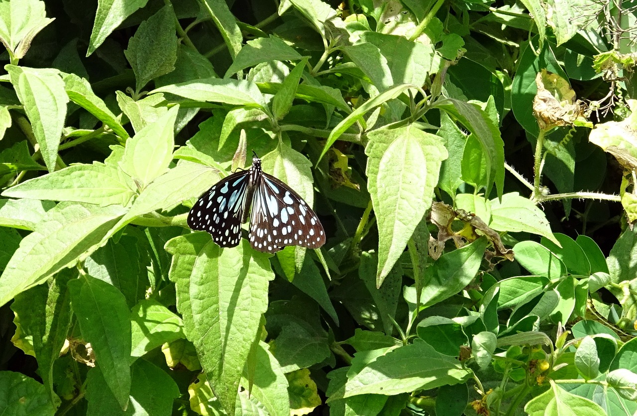 butterfly blue tiger tirumala limniace free photo