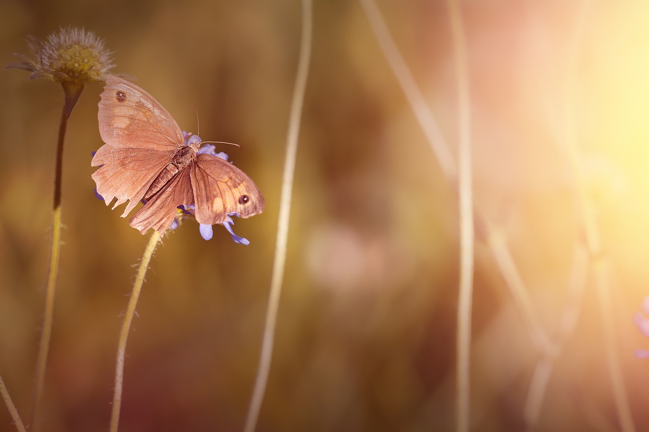 butterfly meadow brown insect free photo