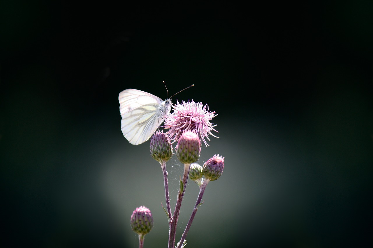 butterfly green vein white ling free photo