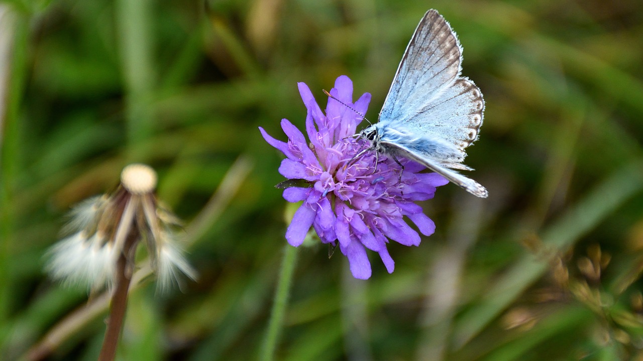 butterfly flower nature free photo