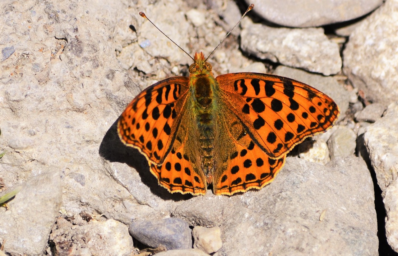 butterfly pyrenees nature free photo