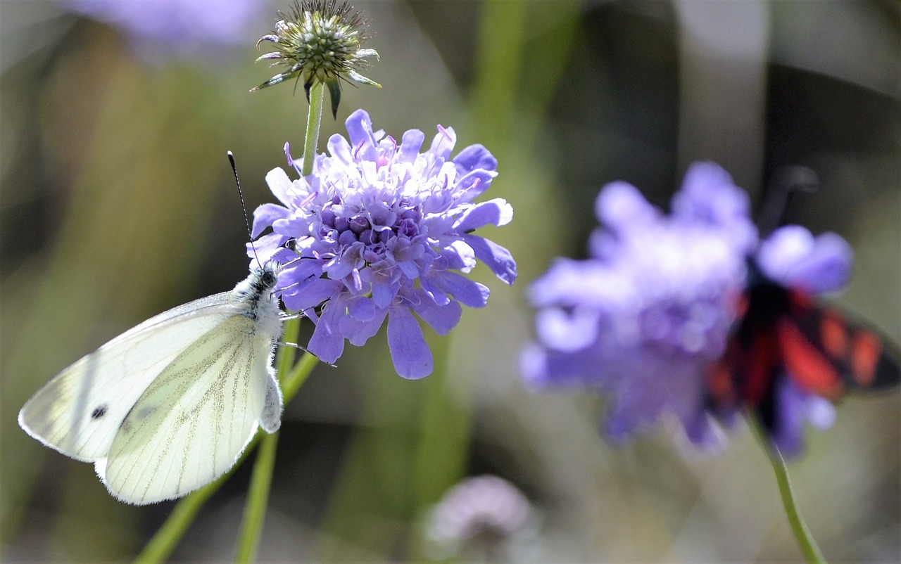 butterfly pyrenees nature free photo