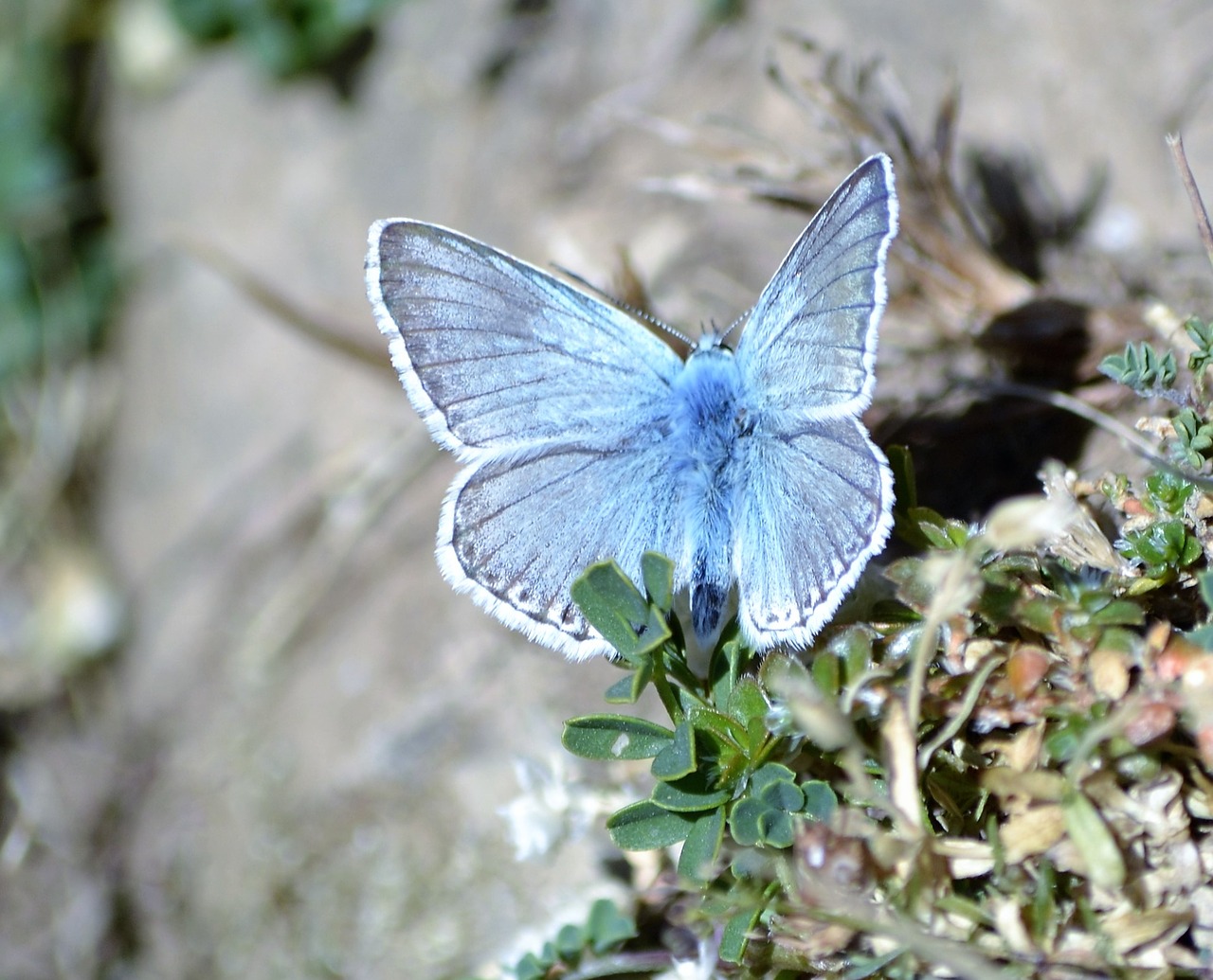 butterfly pyrenees nature free photo