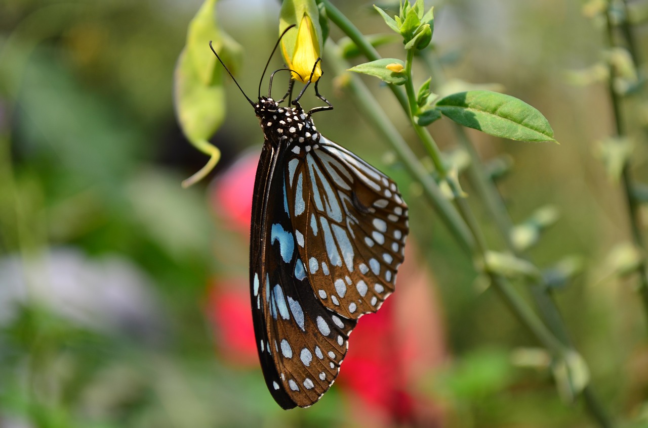 butterfly blue tiger free photo