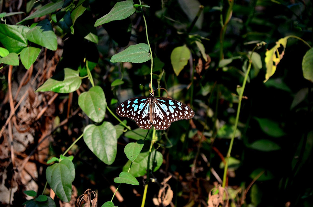 butterfly blue tiger free photo