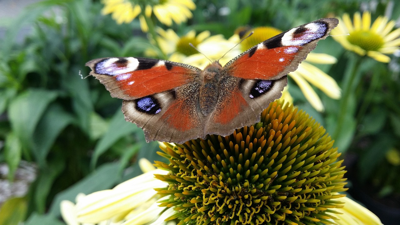 butterfly flower summer free photo